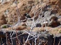 Mojave reserve (22).JPG
